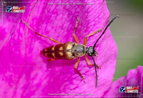 Image of an adult Banded Longhorn Beetle insect on a flower.
