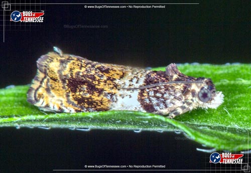 Image of an adult Banded Olethreutes Moth at rest on a leaf.