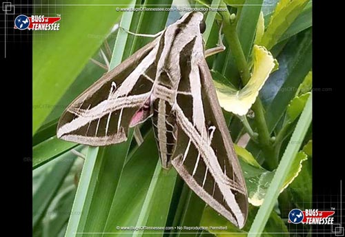 Image of an adult Banded Sphinx Moth at rest.