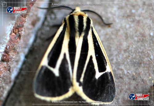 Image of an adult Banded Tiger Moth flying insect at rest on the ground.