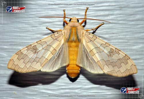 Image of an adult Banded Tussock Moth flying insect at rest.