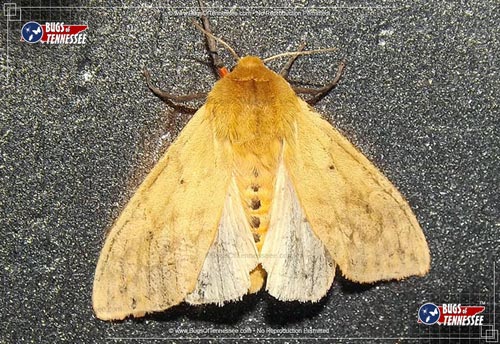 Image of an adult Banded Wollybear Caterpillar Moth at rest on the ground.