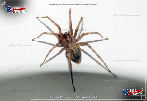 Image of an adult Common House Spider at rest.