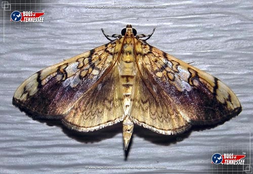 Image of an adult Basswood Leafroller Moth at rest.