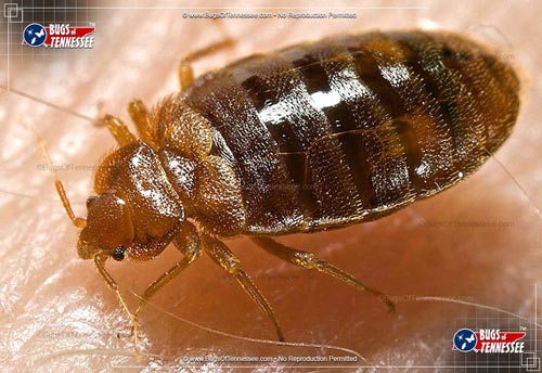 Image of an adult Bed bug insect.