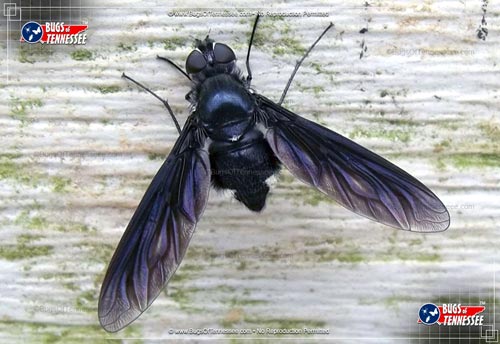 Image of an adult Bee Fly flying insect.
