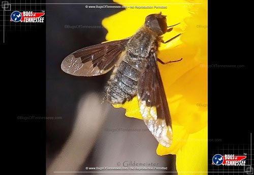 Image of an adult Bee Fly in the wild.