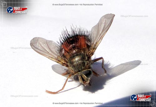 Image of a deceased adult Bee-like Tachinid Fly.