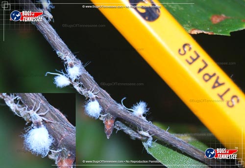 Image of Beech Blight Aphids at work.