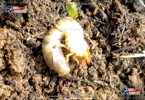 Image of a Beetle Grub larva in the dirt.