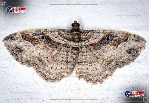 Image of an adult Bent-line Carpet Moth flying insect at rest.