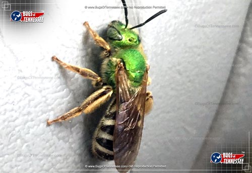 Image of an adult Bicolored Agapostemon Sweat Bee flying insect.