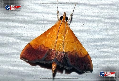 Image of an adult Bicolored Pyrausta Moth flying insect at rest.