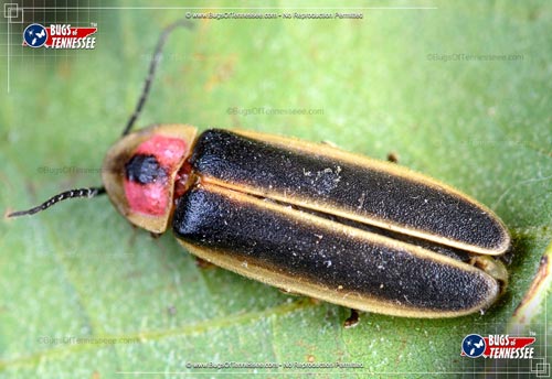 Detailed color picture of an adult Big Dipper Firefly flying insect