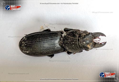 Image of a deceased adult Big-headed Ground Beetle insect.