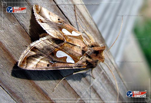 Image of an adult Bilobed Looper Moth at rest.