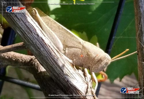 Image of an adult Bird Grasshopper insect at rest.