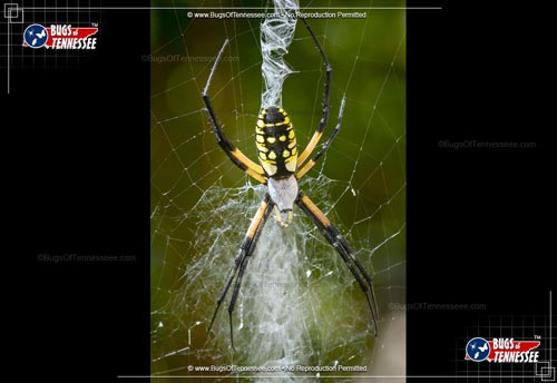 Image of an adult Black and Yellow Argiope Spider resting in its web.
