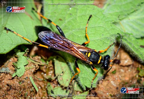 Image of an adult Black and Yellow Mud Dauber flying wasp insect.