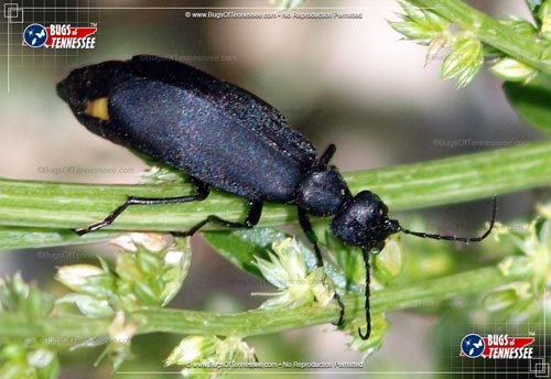 Image of an adult Black Blister Beetle insect at rest.