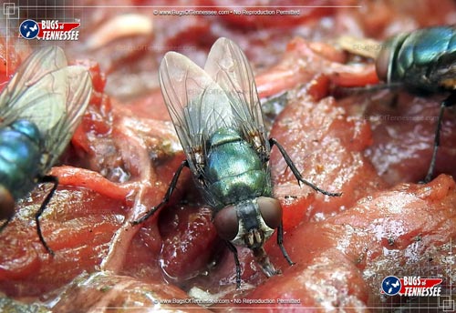 Image of an adult Black Blow Fly flying insect.