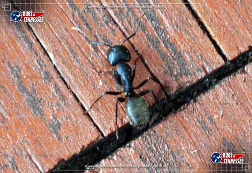 Image of an adult Black Carpenter Ant outdoors.