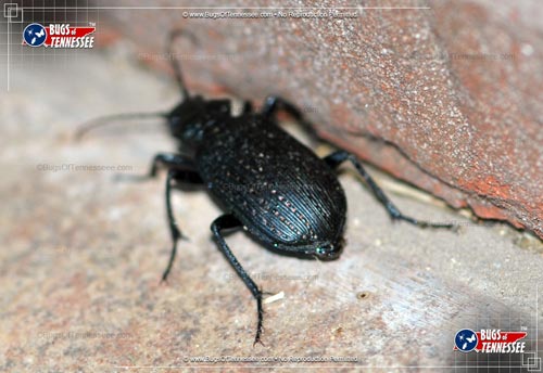 Image of an adult Black Caterpillar Hunter beetle insect on the move; outdoors.