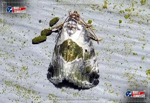 Image of an adult Black-dotted Glyph Moth flying insect at rest.