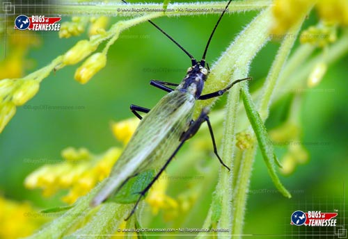 Image of an adult Black-horned Tree Cricket insect at rest on a plant stem.