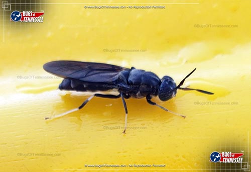 Image of an adult Black Soldier Fly flying insect at rest.