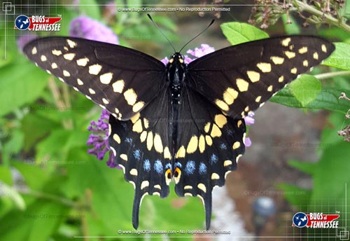 Image of an adult Male Black Swallowtail Butterfly flying insect at rest.