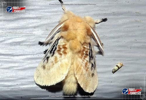 Image of an adult Black-waved Flannel Moth flying insect at rest.