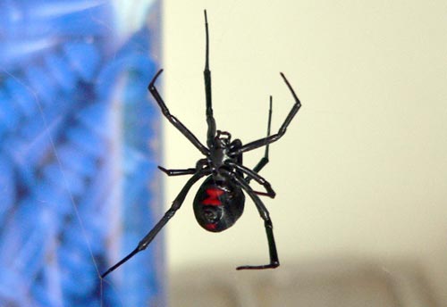 Image of an adult female Black Widow Spider.