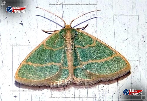 Image of an adult Blackberry Looper Moth flying insect at rest.