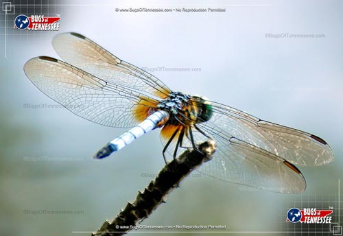 Image of an adult male Blue Dasher Dragonfly flying insect at rest.