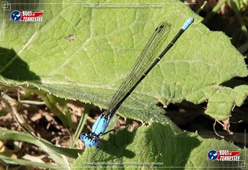 Image of an adult Blue-fronted Dancer Damselfly flying insect at rest.