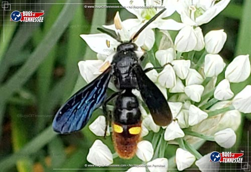 Image of an adult Blue-winged Wasp flying insect at rest.