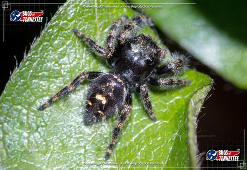Image of an adult Bold Jumping Spider at rest.