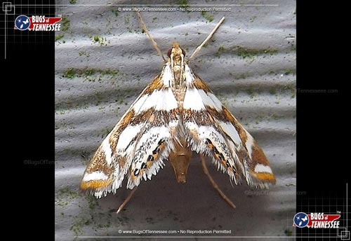 Image of an adult Bold Medicine Moth flying insect at rest.