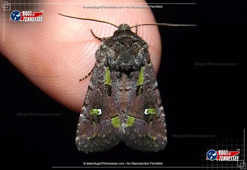 Image of an adult Bristly Cutworm Moth flying insect at rest.