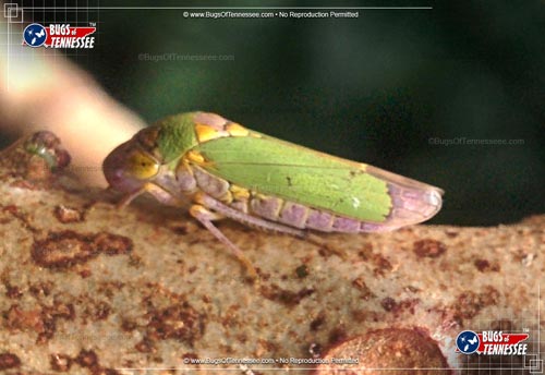 Image of an adult Broad-headed Sharpshooter leafhopper insect at rest.