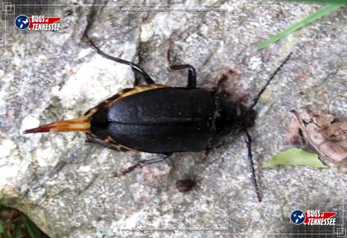 Image of an adult Broad-necked Root Borer beetle insect.