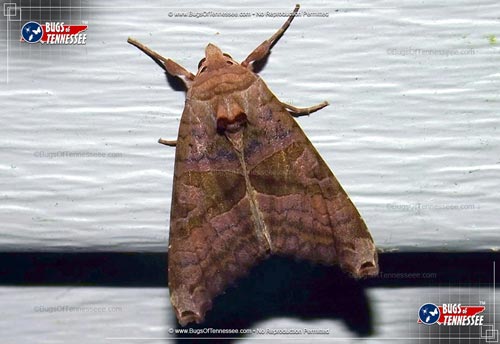 Image of an adult Brown Angle Shades Moth flying insect at rest.