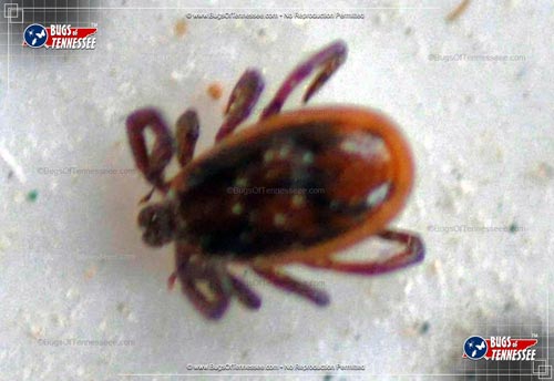 Image of a deceased adult Brown Dog Tick insect.