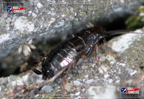Image of an adult Brown-hooded Cockroach insect on-the-move.