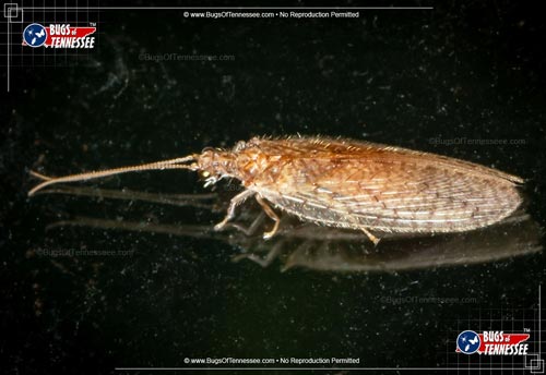 Image of an adult Brown lacewing flying insect at rest.