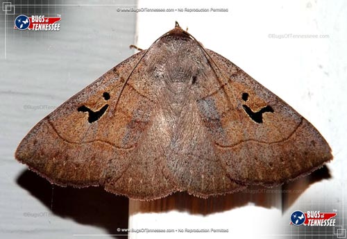 Image of an adult Brown Panopoda Moth flying insect at rest.