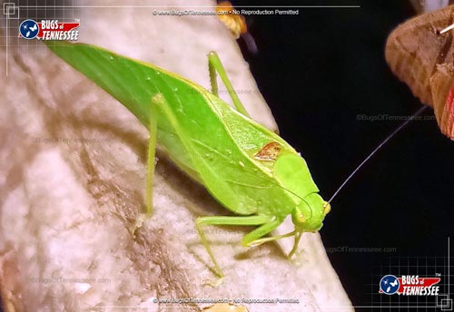 Image of an adult Bush Katydid insect at rest.