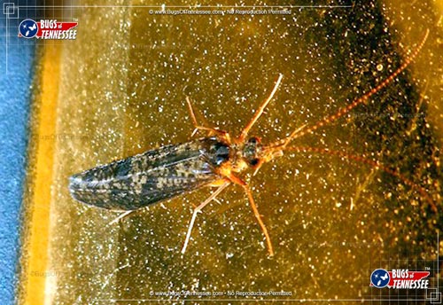 Image of an adult Caddisfly flying insect at rest.