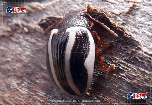 Image of an adult Calligrapha Beetle (bidenticola)